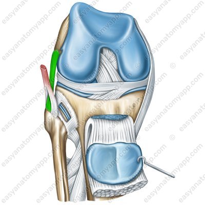 Fibular collateral ligament (lig. collaterale fibulare)